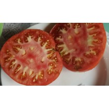 Редкие сорта томатов Алтайский Мясистый